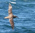 Black-footed Albatross